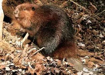 熊猫还是中国一级保护动物吗,秦金丝猴是国家一级保护动物