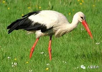 熊猫还是中国一级保护动物吗,秦金丝猴是国家一级保护动物