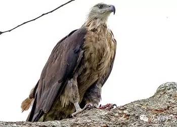 熊猫还是中国一级保护动物吗,秦金丝猴是国家一级保护动物