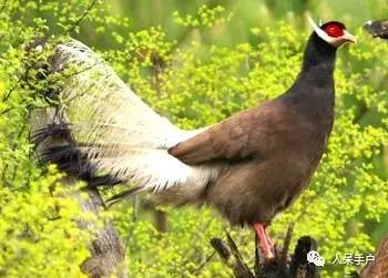 熊猫还是中国一级保护动物吗,秦金丝猴是国家一级保护动物