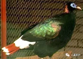 熊猫还是中国一级保护动物吗,秦金丝猴是国家一级保护动物