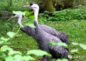 熊猫还是中国一级保护动物吗,秦金丝猴是国家一级保护动物