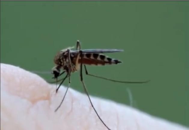 可以吸脂肪的蚊子是真的吗,蚊子抽脂肪吗