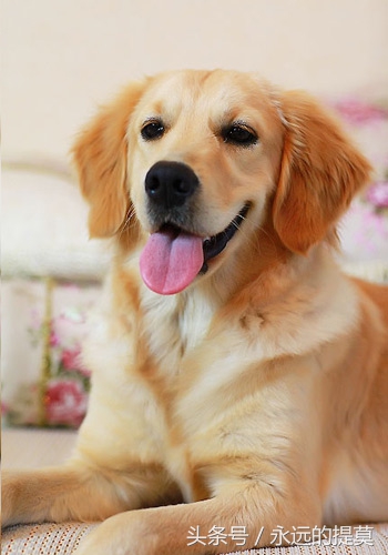 完美宠物有限公司,欢乐宠物金毛