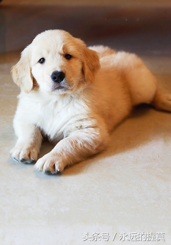 完美宠物有限公司,欢乐宠物金毛