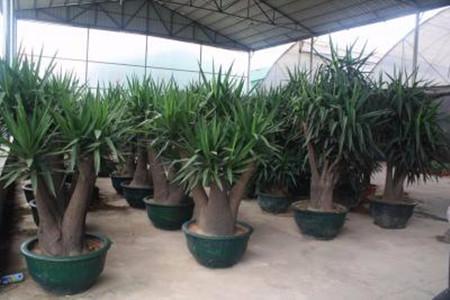 菏泽中泰牡丹花的养殖方法,河州牡丹培育方法