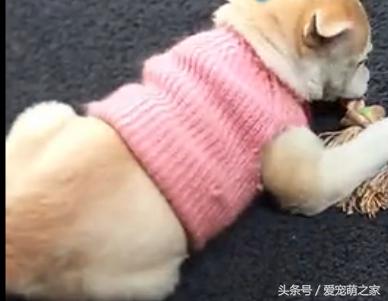 狗狗的衣服怎么做无需剪刀,狗狗的衣服泰迪自制