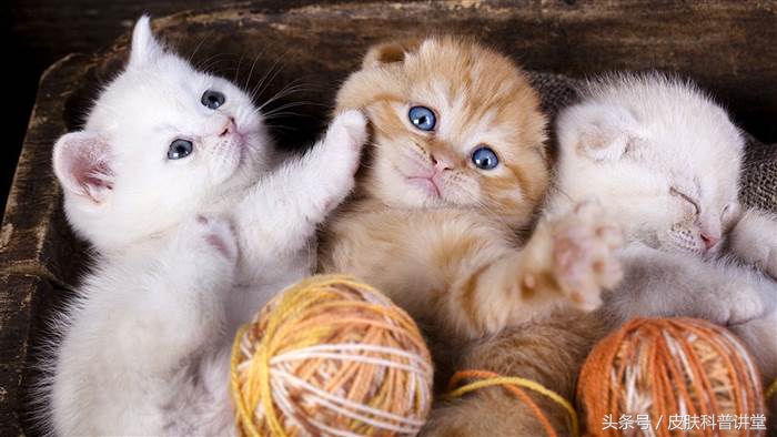 有没有被猫抓过，那你可要留意一下这个皮肤病了，猫抓病