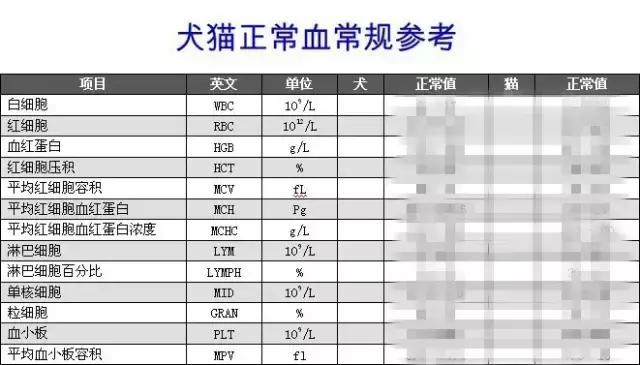爱宠检查,宠物化验单