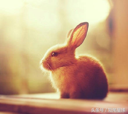 出门遛猫注意事项,外出遛猫有哪些注意事项