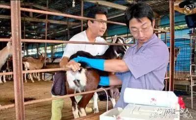 养羊的10大忠告完整,养羊的十大心酸