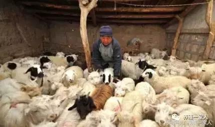 养羊的10大忠告完整,养羊的十大心酸