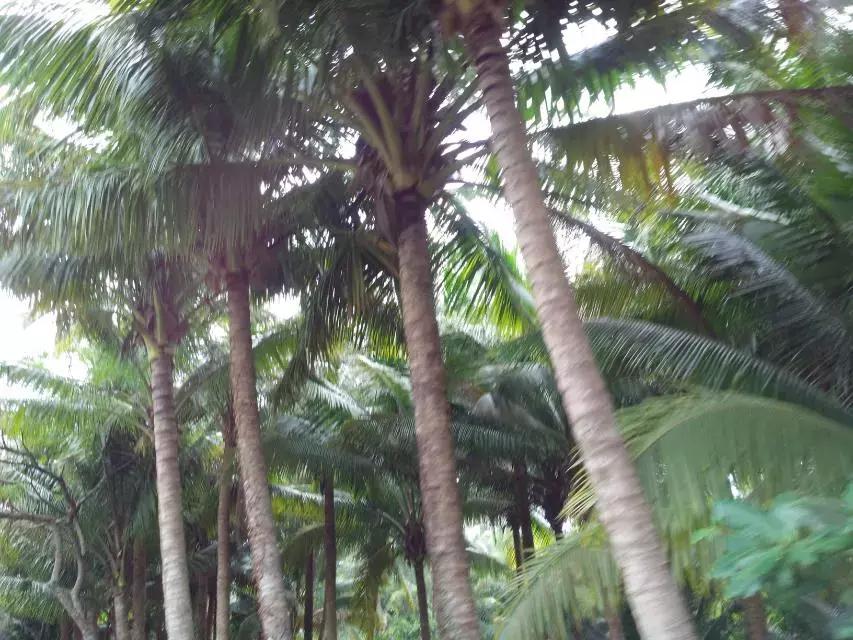 海南环岛自由行攻略最详细,海南环岛骑车多少公里