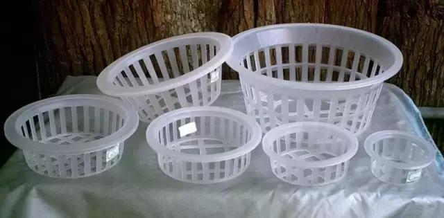 室内用水养的花,一帆风顺花可以直接用水养