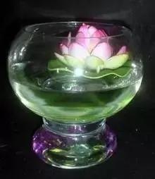 室内用水养的花,一帆风顺花可以直接用水养