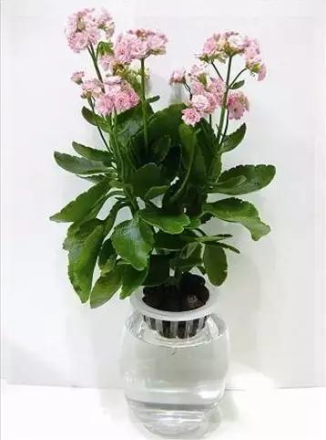 室内用水养的花,一帆风顺花可以直接用水养