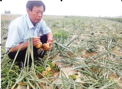 平度洋葱,平度洋葱最新收购价格行情