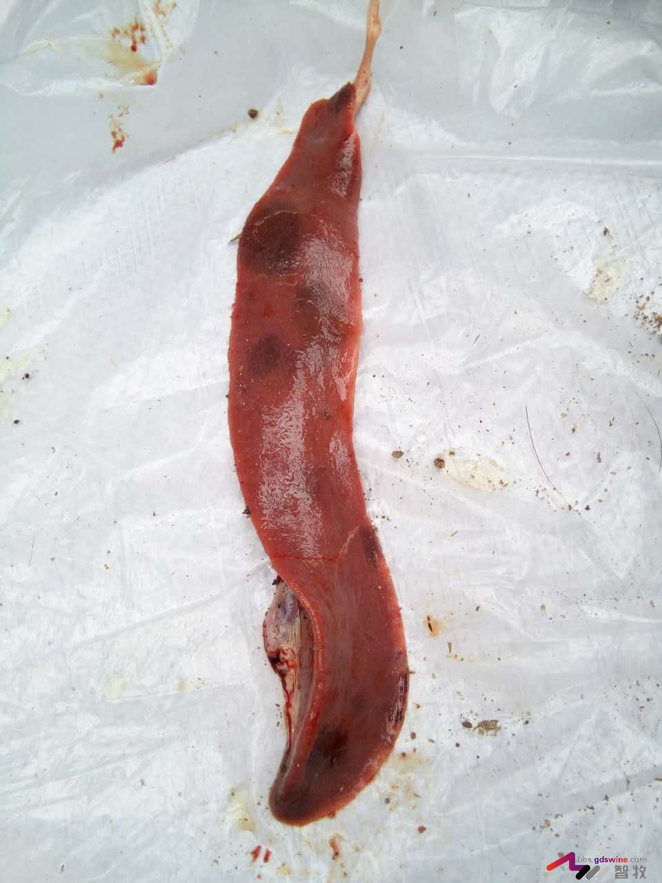 防控饲料黄曲霉毒素危害措施,蛋鸡饲料霉菌毒素危害