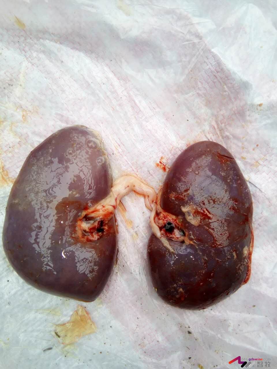 防控饲料黄曲霉毒素危害措施,蛋鸡饲料霉菌毒素危害