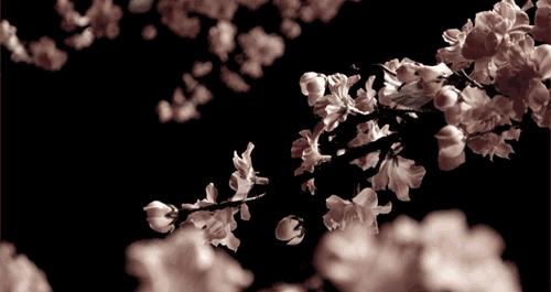 星巴克樱花系列杯子2022,樱花礼盒星巴克