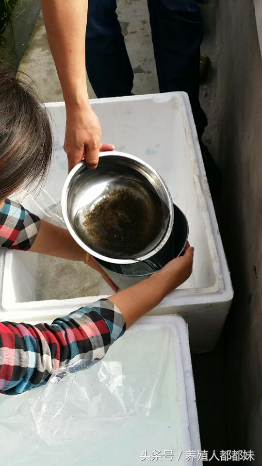 养泥鳅的规模多大国家有补贴,泥鳅养殖几年出栏最好