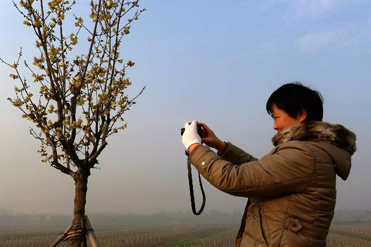 印象渭南:情寄雪梅