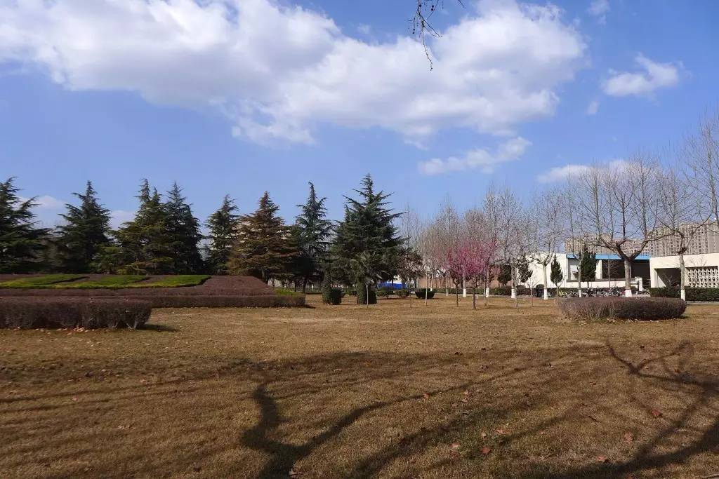 印象渭南:情寄雪梅