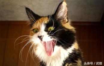 猫咪带有攻击性,有攻击性的猫