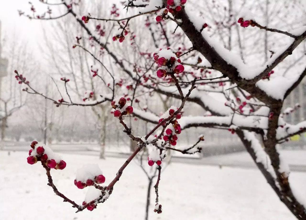 印象渭南:情寄雪梅