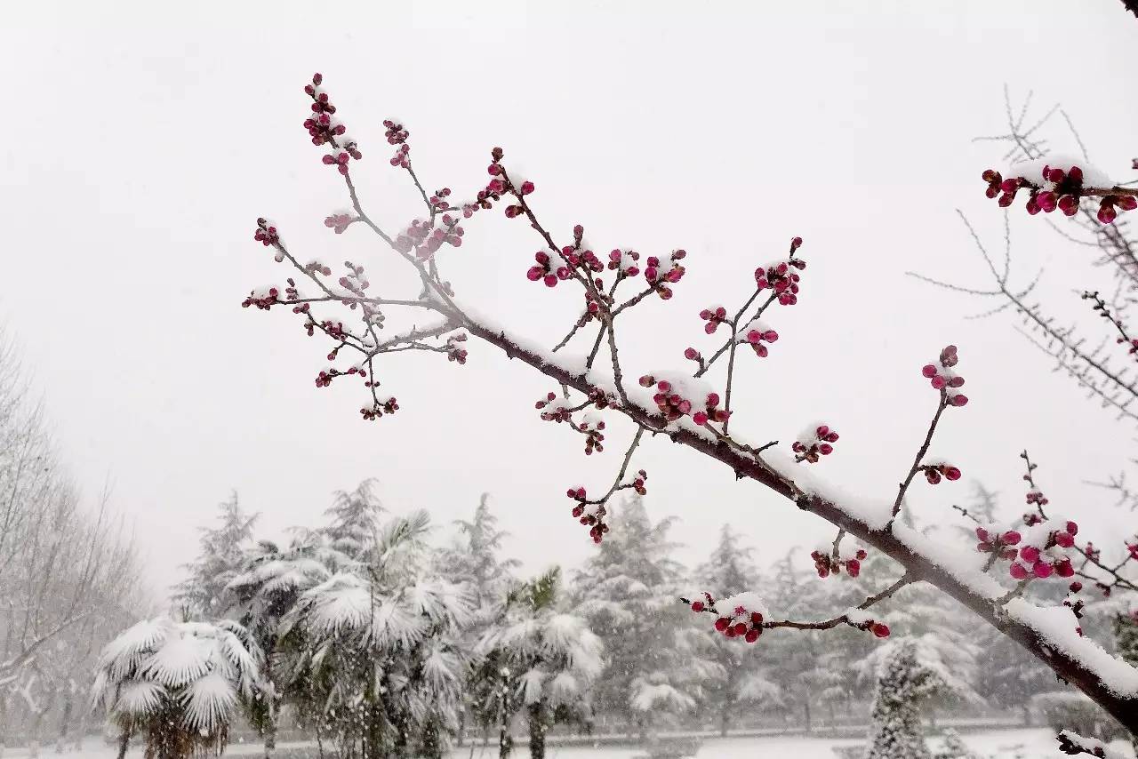 印象渭南:情寄雪梅