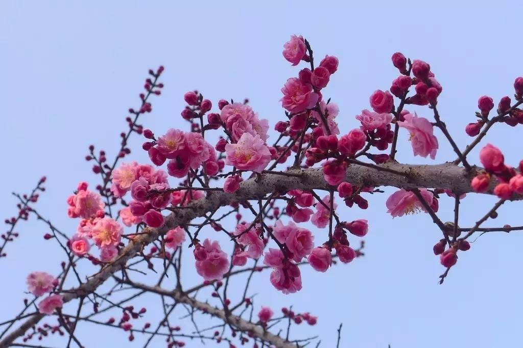 印象渭南:情寄雪梅