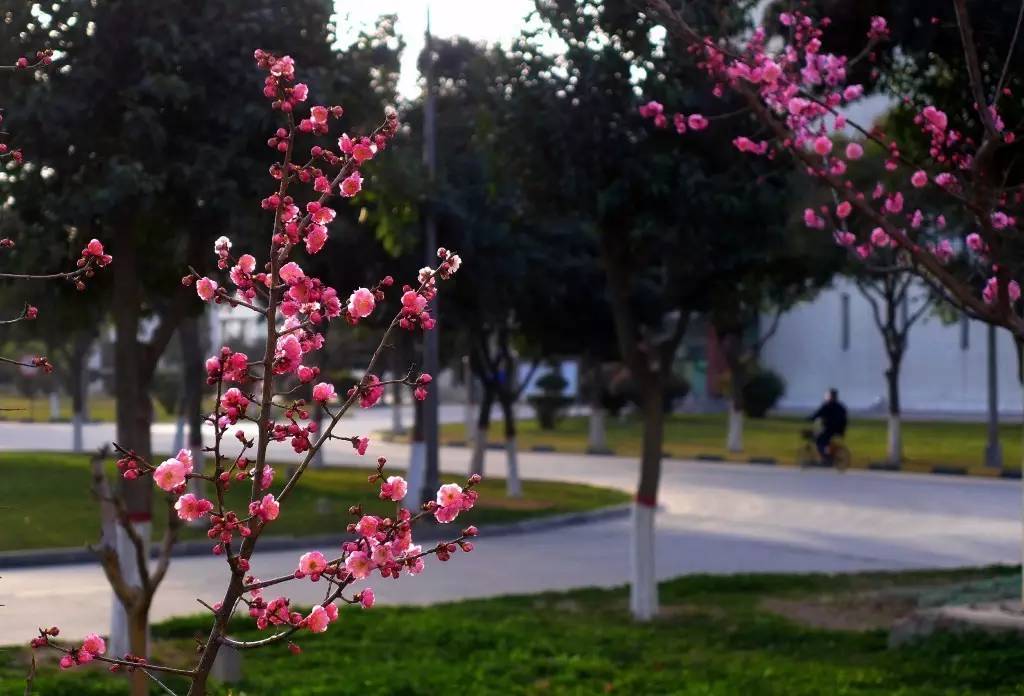 印象渭南:情寄雪梅