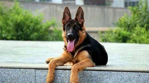 德牧两条后腿无法走路,完全不能使力