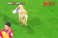 欧洲足球赛球员发挥欠佳,两只拉布拉多看不下去了,闯入球场