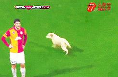 欧洲足球赛球员发挥欠佳,两只拉布拉多看不下去了,闯入球场