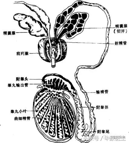 精浆生化分析报告怎么看,精浆生化是怎么检查的