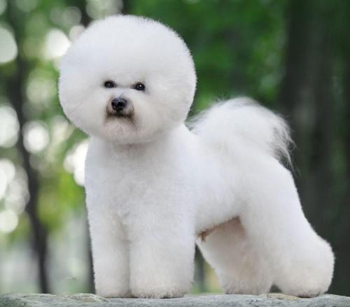 比熊有泪痕毛可以剪掉么,2岁的比熊掉毛正常吗