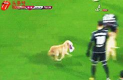 欧洲足球赛球员发挥欠佳,两只拉布拉多看不下去了,闯入球场