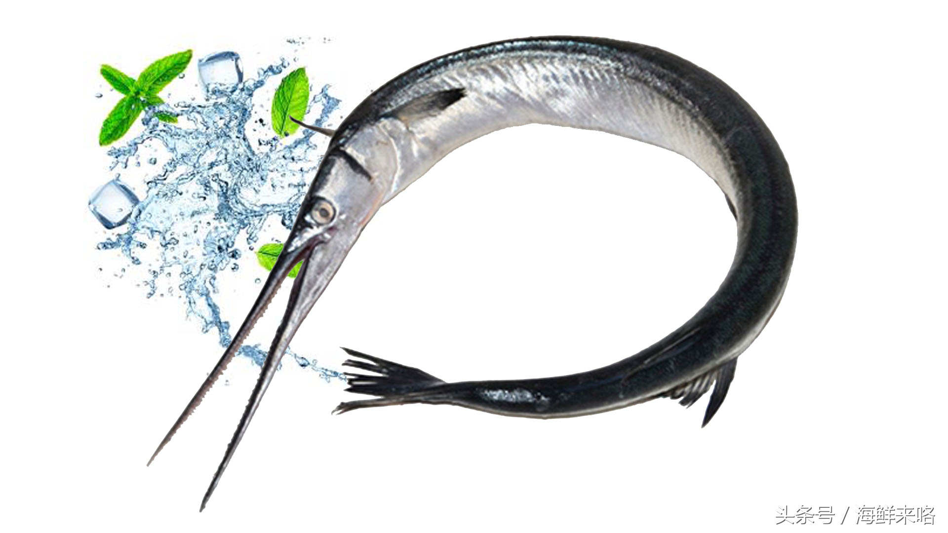 哪种海鱼吃着最简单,哪种海鱼喜欢吃肉