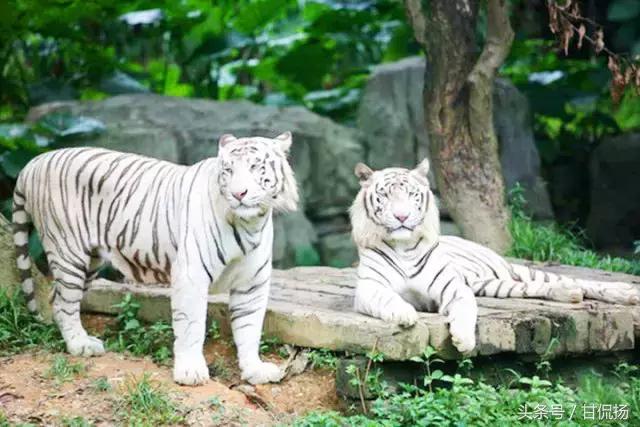 广州长隆国际马戏城游玩攻略,长隆动物世界马戏票