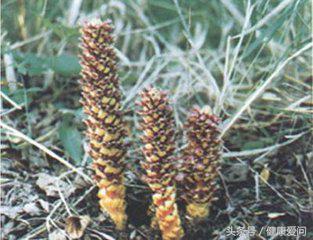 肉苁蓉啥功效,肉苁蓉的功效与作用和副作用