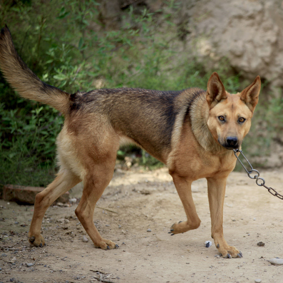 梦到狗咬人怎么回事,梦到小狗咬人预示着什么
