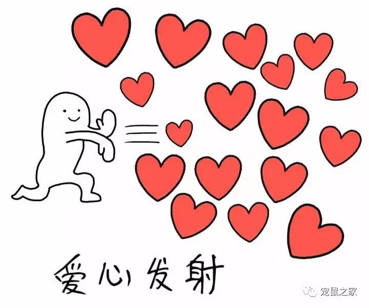 荷兰猪尿钙是什么意思,怎么判断荷兰猪尿钙