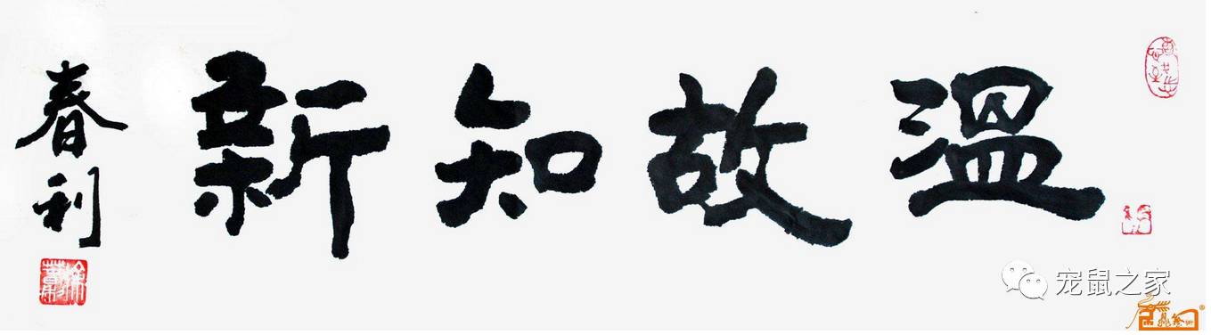 荷兰猪尿钙是什么意思,怎么判断荷兰猪尿钙