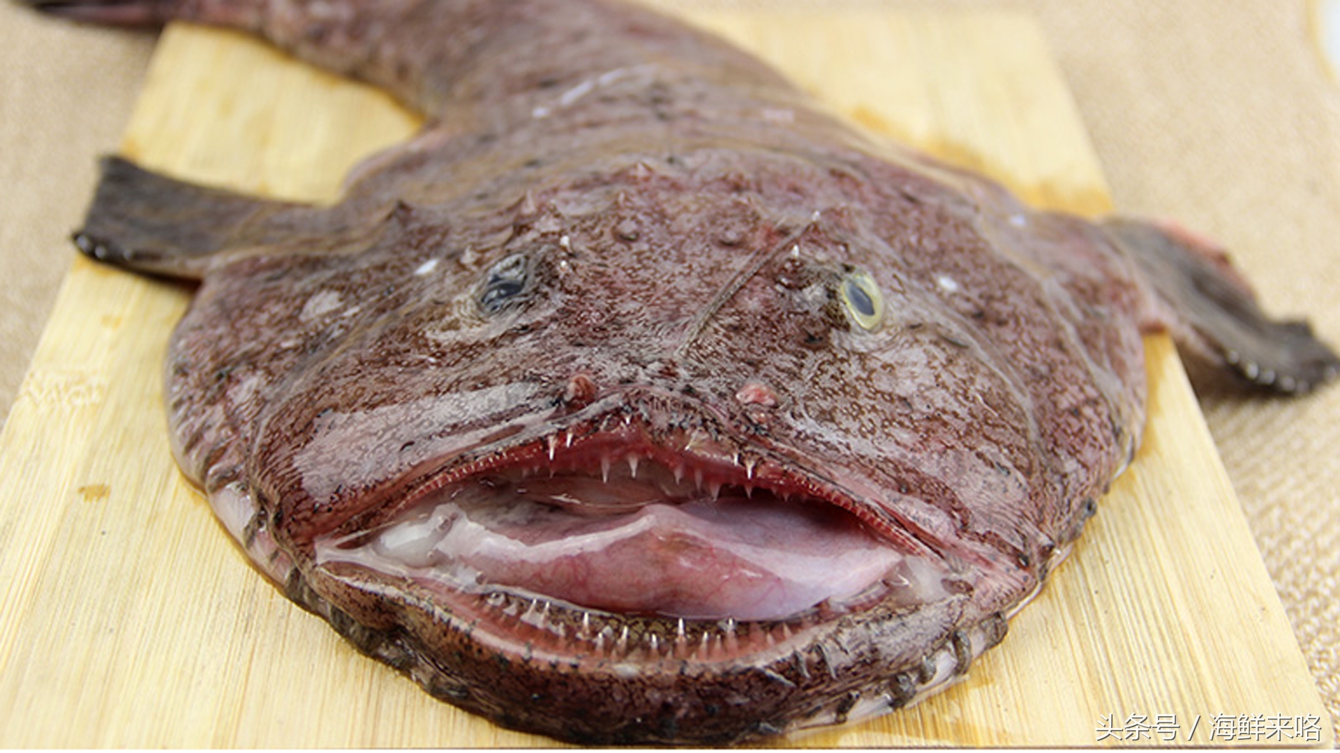 哪种海鱼吃着最简单,哪种海鱼喜欢吃肉