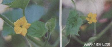 水果盆栽种植哈密瓜,种植水果盆栽哈密瓜