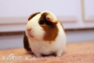 荷兰猪宝宝的喂养,荷兰猪喂养饲料配方