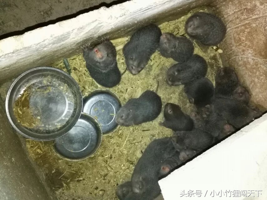 养殖竹鼠违法吗,竹鼠养殖合法吗