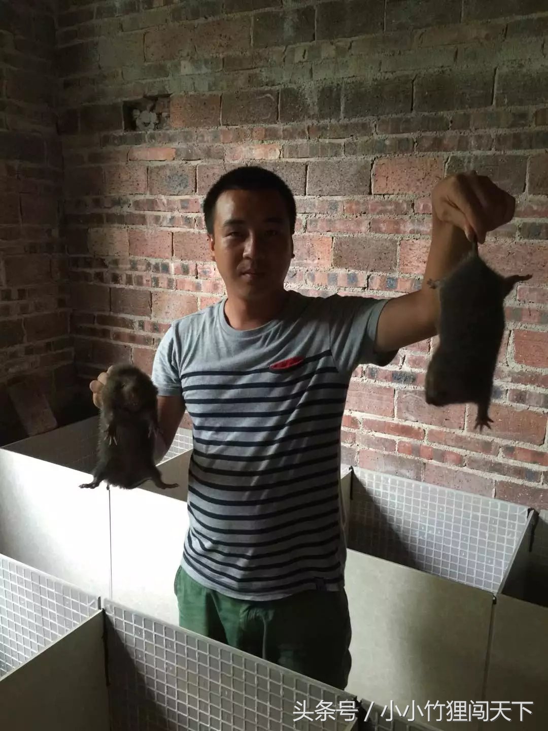 养殖竹鼠违法吗,竹鼠养殖合法吗