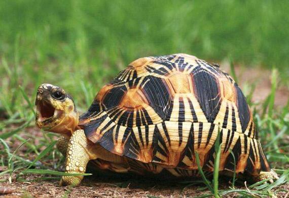 印度星龟广州陆龟,印度星斑陆龟